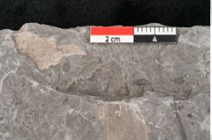 Foto (Detailansicht) von Laurus cretacea Ettingshausen (NHMW-GEO-2024-0188-10596)